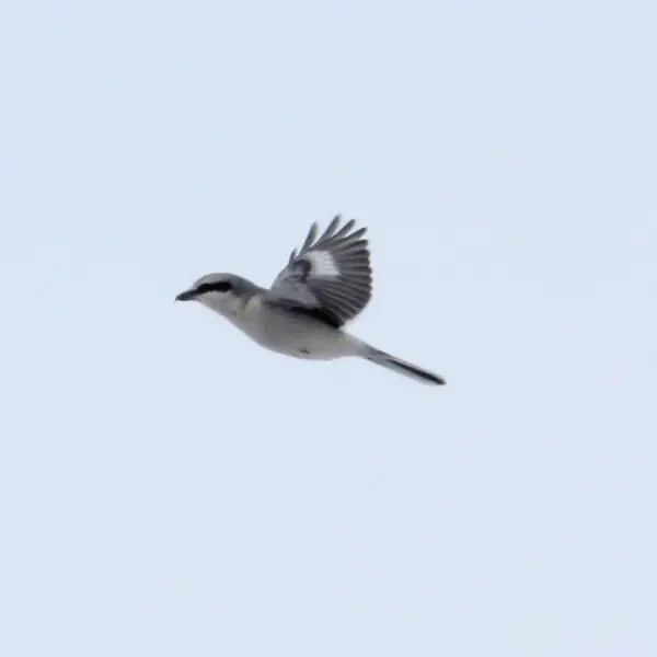 Northern shrike - Facts, Diet, Habitat & Pictures on Animalia.bio