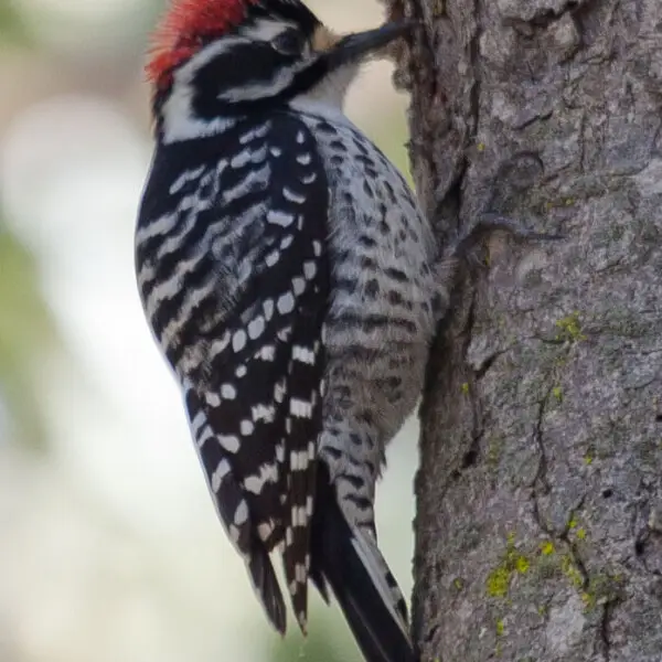 This Nuttall's Woodpecker, Picoides nuttallii, is a species of woodpecker named after naturalist Thomas Nuttall.  

Seen on the path to the beach just outside the The Monarch Grove at Pismo State Beach in the CA State Park Pismo Butterfly Preserve, Pismo,