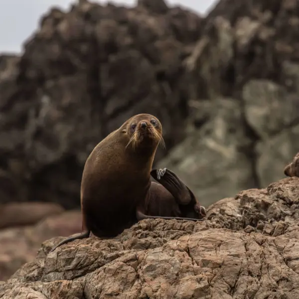NZ Fur Seals, Cape Palliser Seal Colony