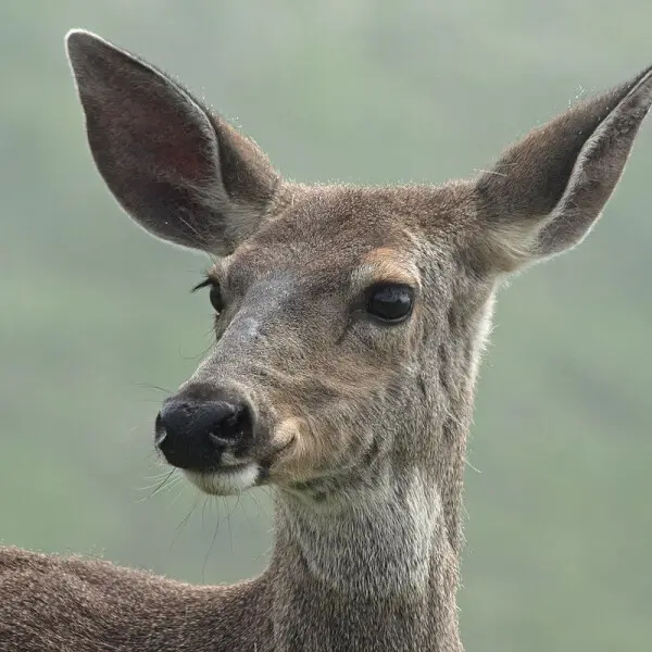 Mule Deer photo