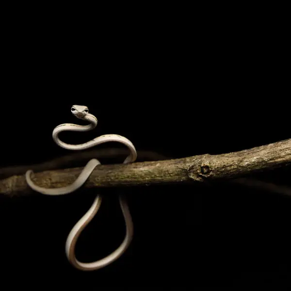 Oriental Vine Snake, Ahaetulla prasina in Khao Yai national park