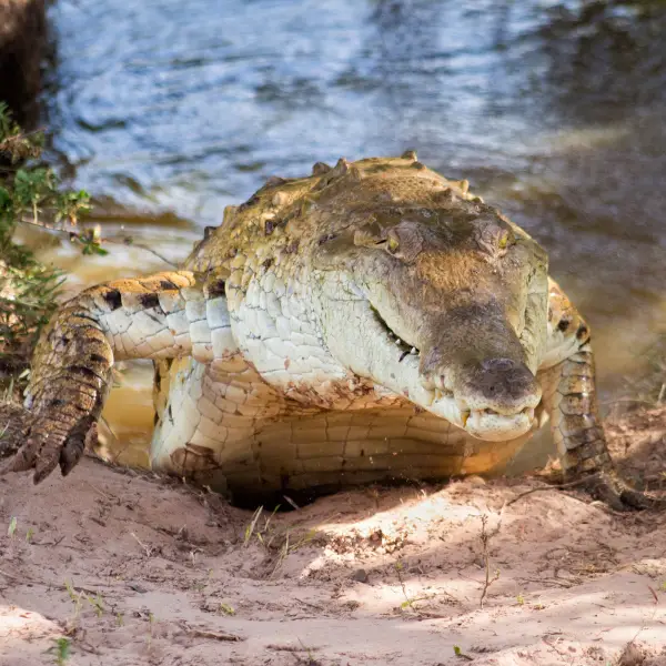 Orinoco crocodile | Cocodrilo del Orinoco (Crocodylus intermedius)