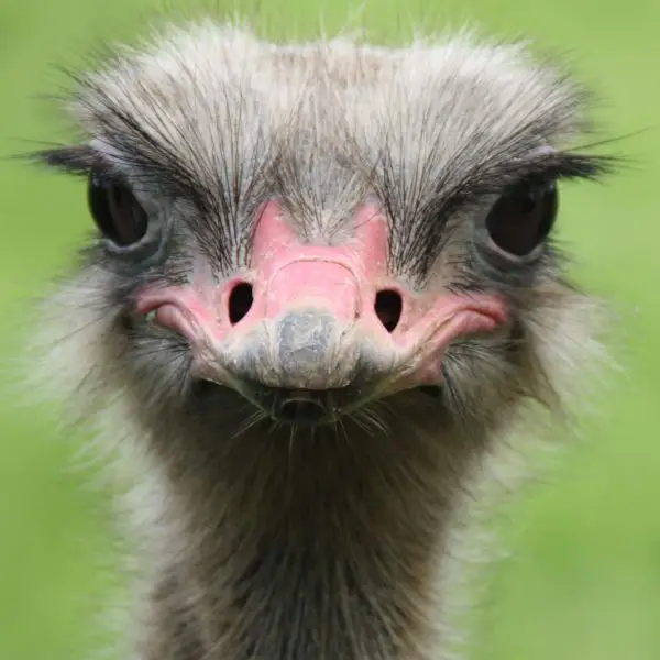 Ostrich: Whipsnade Zoo: 09-June 2012