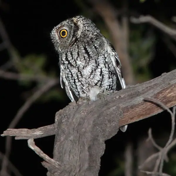 OWL, WHISKERED SCREECH (4-5-12) harshaw rd, patagonia, scc, az -03
