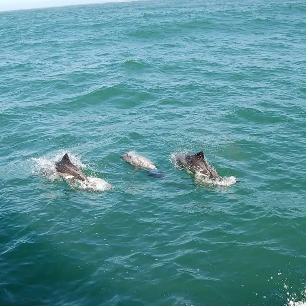 Heaviside's Dolphin photo