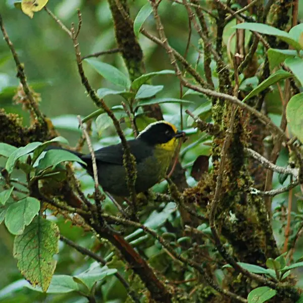 Pale-naped Brushfinch (Atlapetes pallidinucha) - 11 June 2015 - Papallacta--hot springs and road to Cayambe-Coca, Napo Province, Ecuador