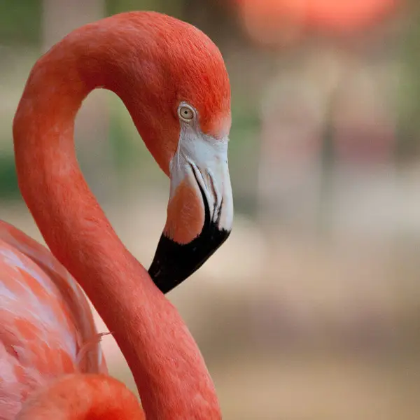 American Flamingo photo