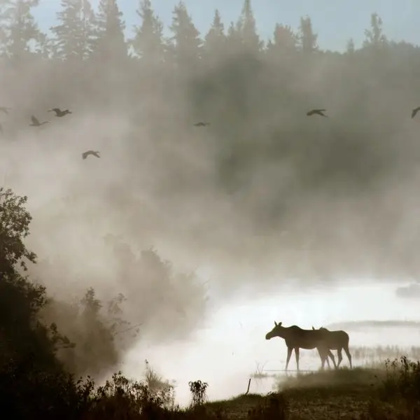 Photo of the Week - Moose in mist (ME)