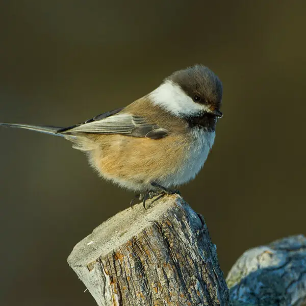 Grey-headed chickadee - Facts, Diet, Habitat & Pictures on Animalia.bio