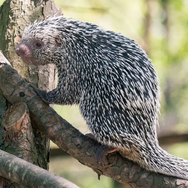 Prehensile Tail Porcupine Climbing a Branch