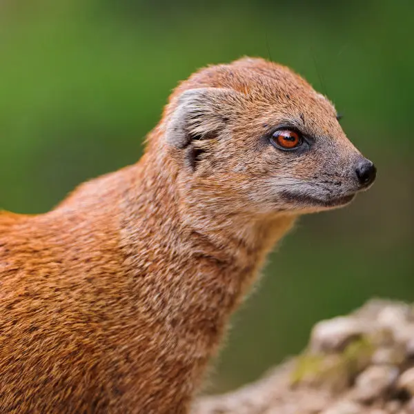 Profile portrait of a yellow mongoose