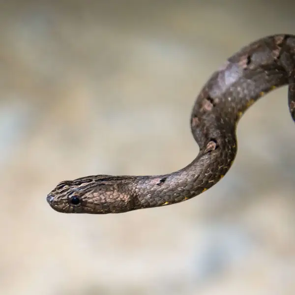 Psammodynastes pulverulentus, common mock viper - Kaeng Krachan national park