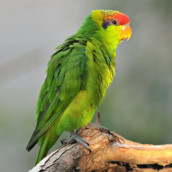 Iris Lorikeet - Facts, Diet, Habitat & Pictures On Animalia.bio