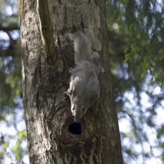 Siberian Flying Squirrel photo