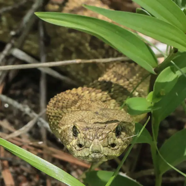 Prairie Rattlesnake - Facts, Diet, Habitat & Pictures On Animalia.bio