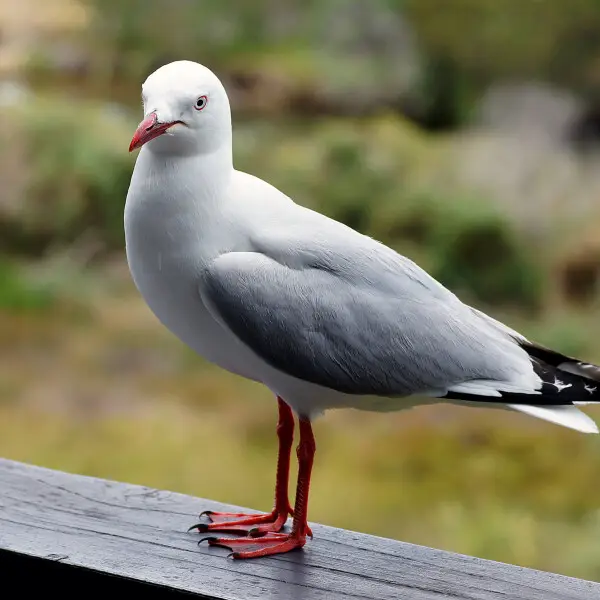 The Red-billed Gull, once also known as the Mackerel Gull, is a native of New Zealand, being found throughout the country and on outlying islands including the Chatham Islands and subantarctic islands.