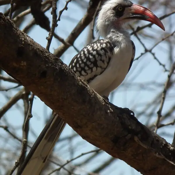 Tanzanian red-billed hornbill - Facts, Diet, Habitat & Pictures on ...