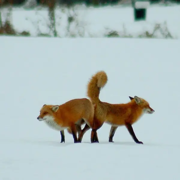 We came across these two red fox who appeared to be stuck together. Our first thought was that they were mating. But they were facing in opposite directions. Having not read the Kanine Sutra we were unaware if this position was even possible for coitus. T
