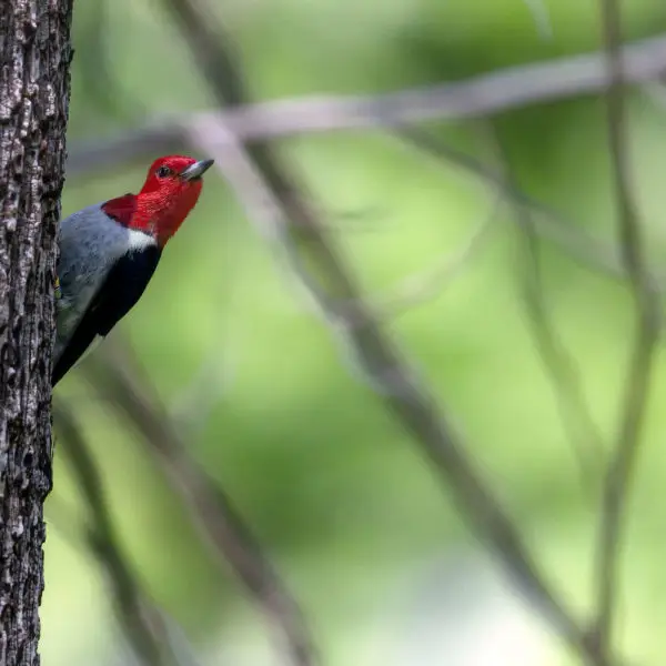 Red-headed woodpecker, Cedar Creek Ecosystem Science Reserve, East Bethel, MN