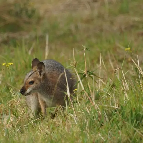 Red Neck Wallaby