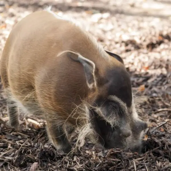 Red River Hog - Facts, Diet, Habitat & Pictures on Animalia.bio