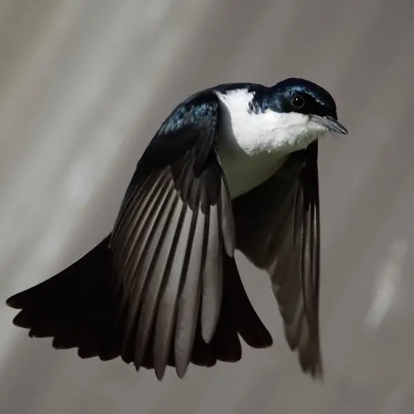 Restless Flycatcher (Myiagra inquieta), commonly known as the "Scissor Grinder" due to the unique rasping call the bird makes whilst hovering.