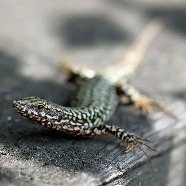 Italian Wall Lizard photo