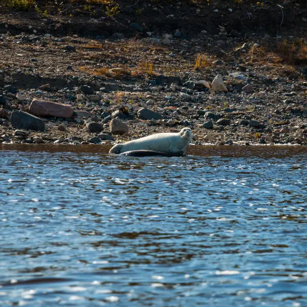 Ringed Seal Facts Diet Habitat And Pictures On Animaliabio