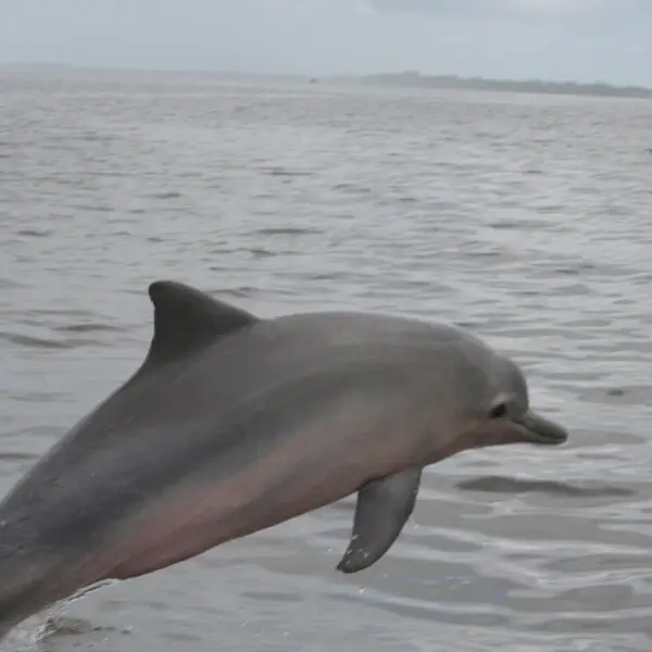 Looking for River dolphins, Sotalia guianensis, at Braamspunt, Suriname. Photo by Babs Broekema