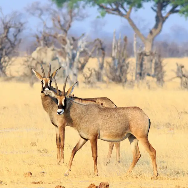 Roan Antelope Facts Diet Habitat Pictures On Animalia bio Roan Antelope Facts Diet Habitat Pictures On Animalia bio
