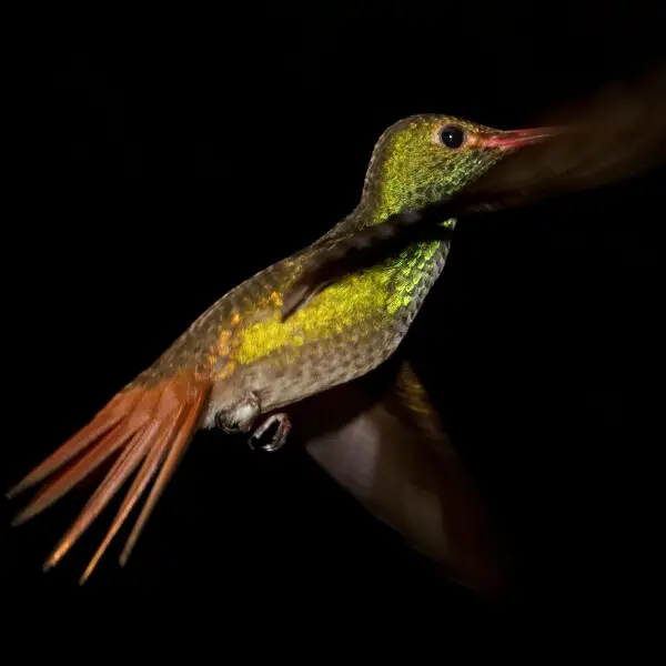 Rufous-tailed Hummingbird (Amazilia tzacatl) in flight