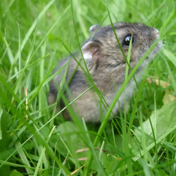 Russian Dwarf Hamster in the Garden