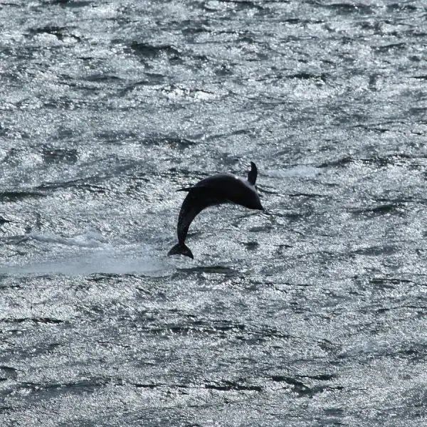 Peale's Dolphin photo