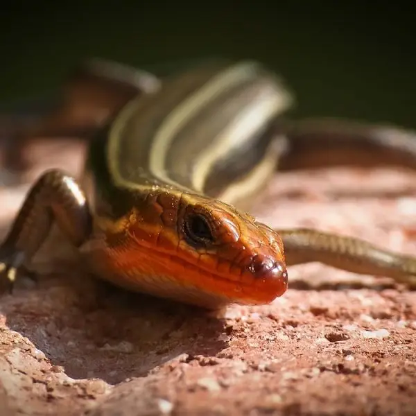 American Five-Lined Skink  photo