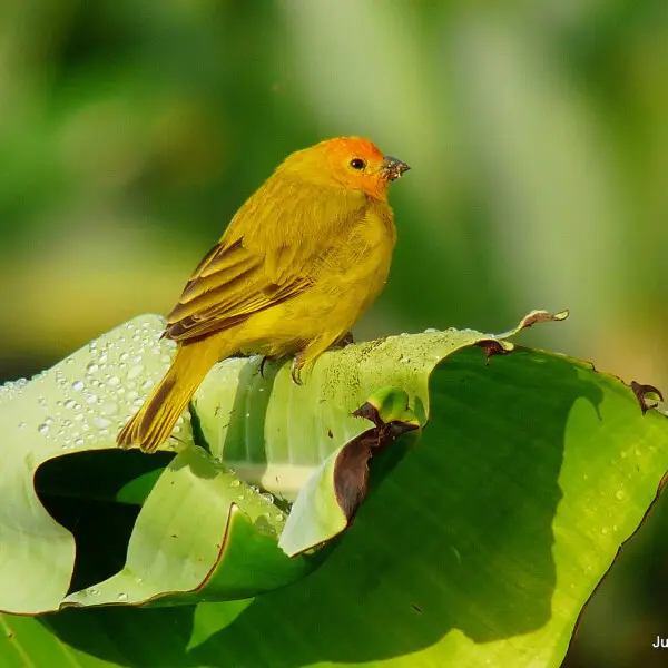 Saffron finch - Facts, Diet, Habitat & Pictures on Animalia.bio