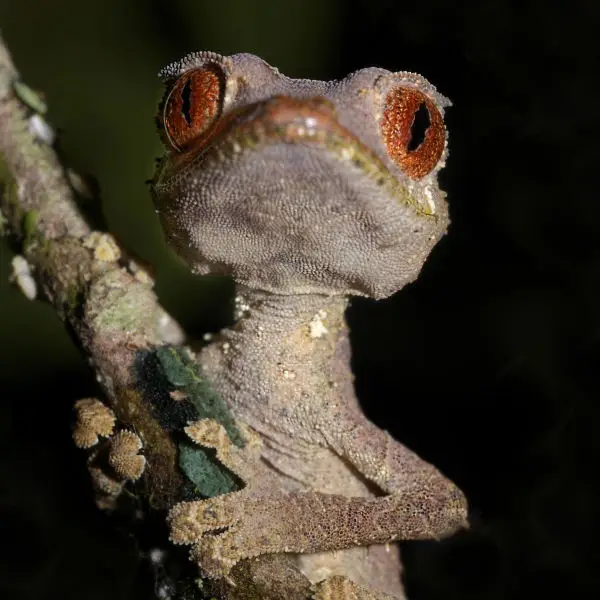 Satanic Leaf Tailed Gecko (Uroplatus phantasticus), Andasibe, Madagascar