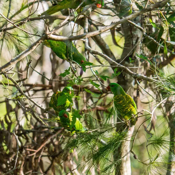 Scaly-breasted Lorikeet - Facts, Diet, Habitat & Pictures On Animalia.bio