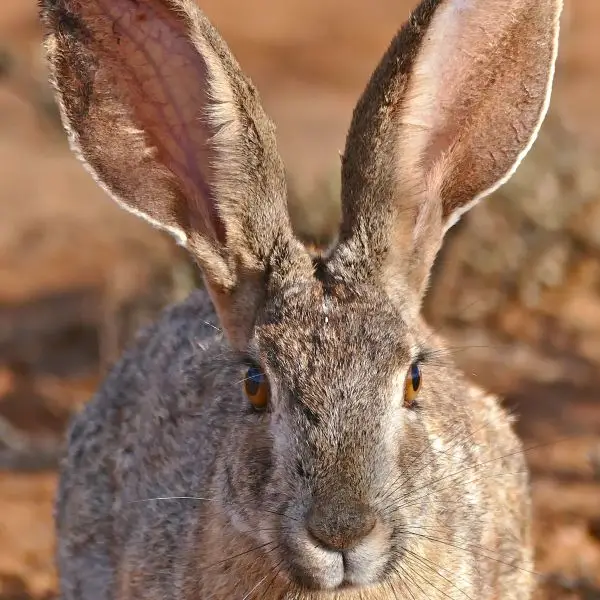 Scrub Hare (Lepus saxatilis)