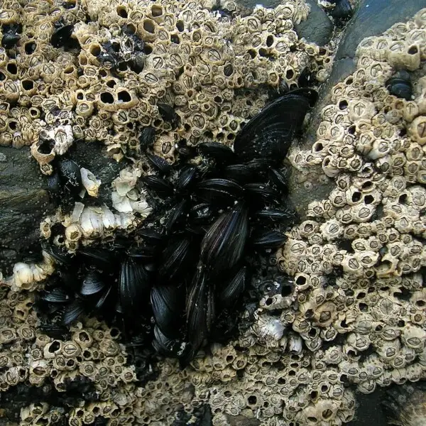 Mediterranean mussel Facts, Diet, Habitat & Pictures on Animalia.bio