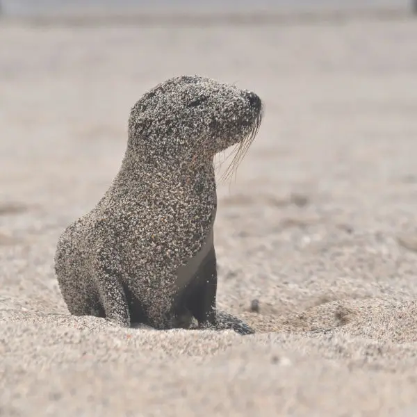 *Set with cute little baby in different situations. Galápagos sea lion/Lobo Marino de Galapagos (Zalophus wollebaeki)