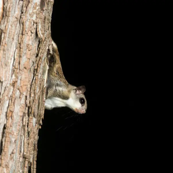 Southern Flying Squirrel photo