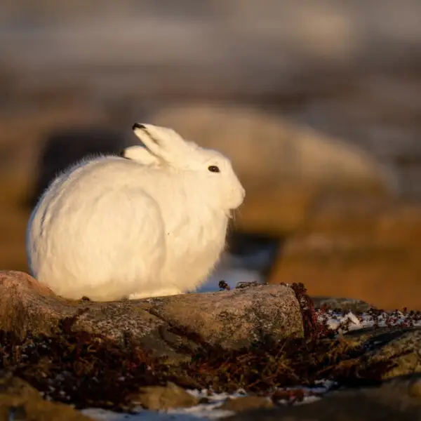 Arctic Hare - Facts, Diet, Habitat & Pictures on 