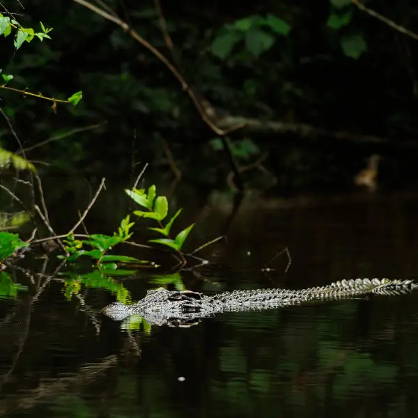 Siamese Crocodile, Crocodylus siamensis in Khao Yai national park