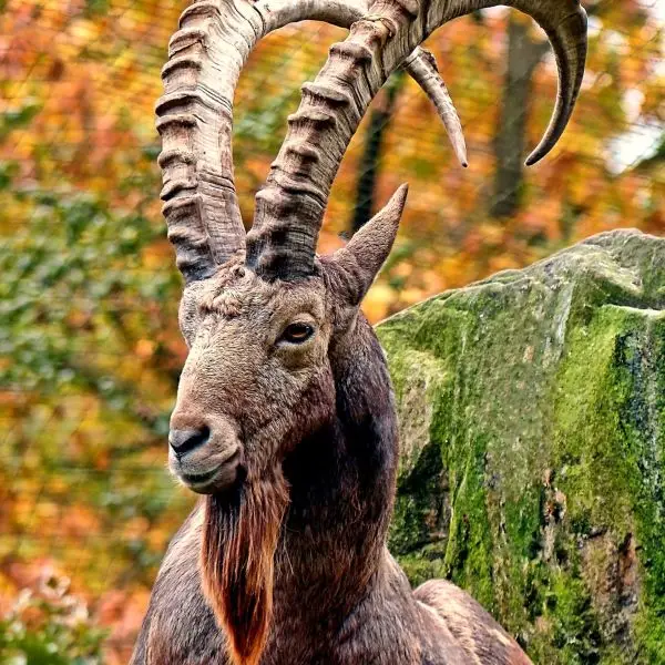 Siberian Ibex 