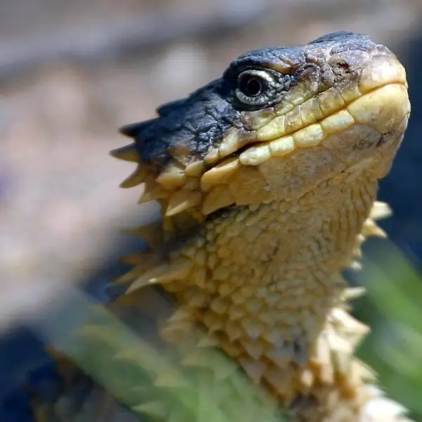 Giant Girdled Lizard Facts Diet Habitat Pictures On Animalia Bio   Smaug Giganteus Headjpg.webp