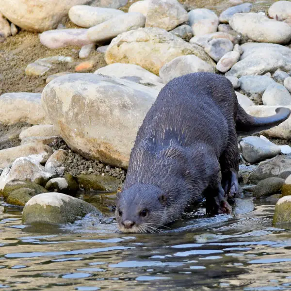 Smooth coated otter