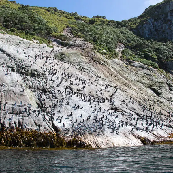 Snares Islands covered by Snares Crested Penguins