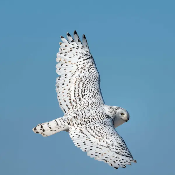 snowy owl on wing, cupsogue beach