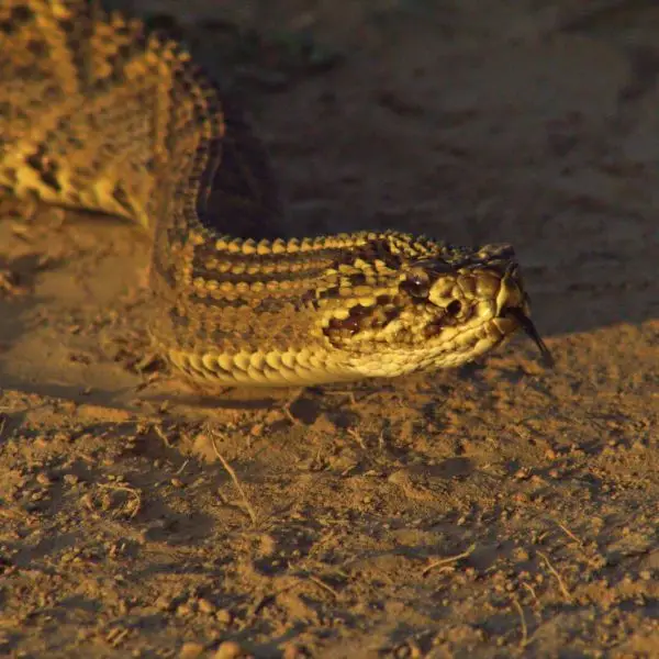 South American Rattlesnake Facts, Diet, Habitat & Pictures on Animalia.bio