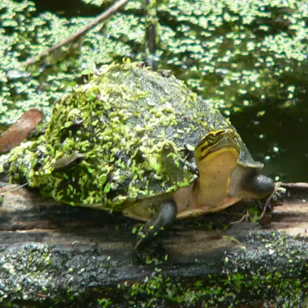 Amboina box turtle - Facts, Diet, Habitat & Pictures on Animalia.bio